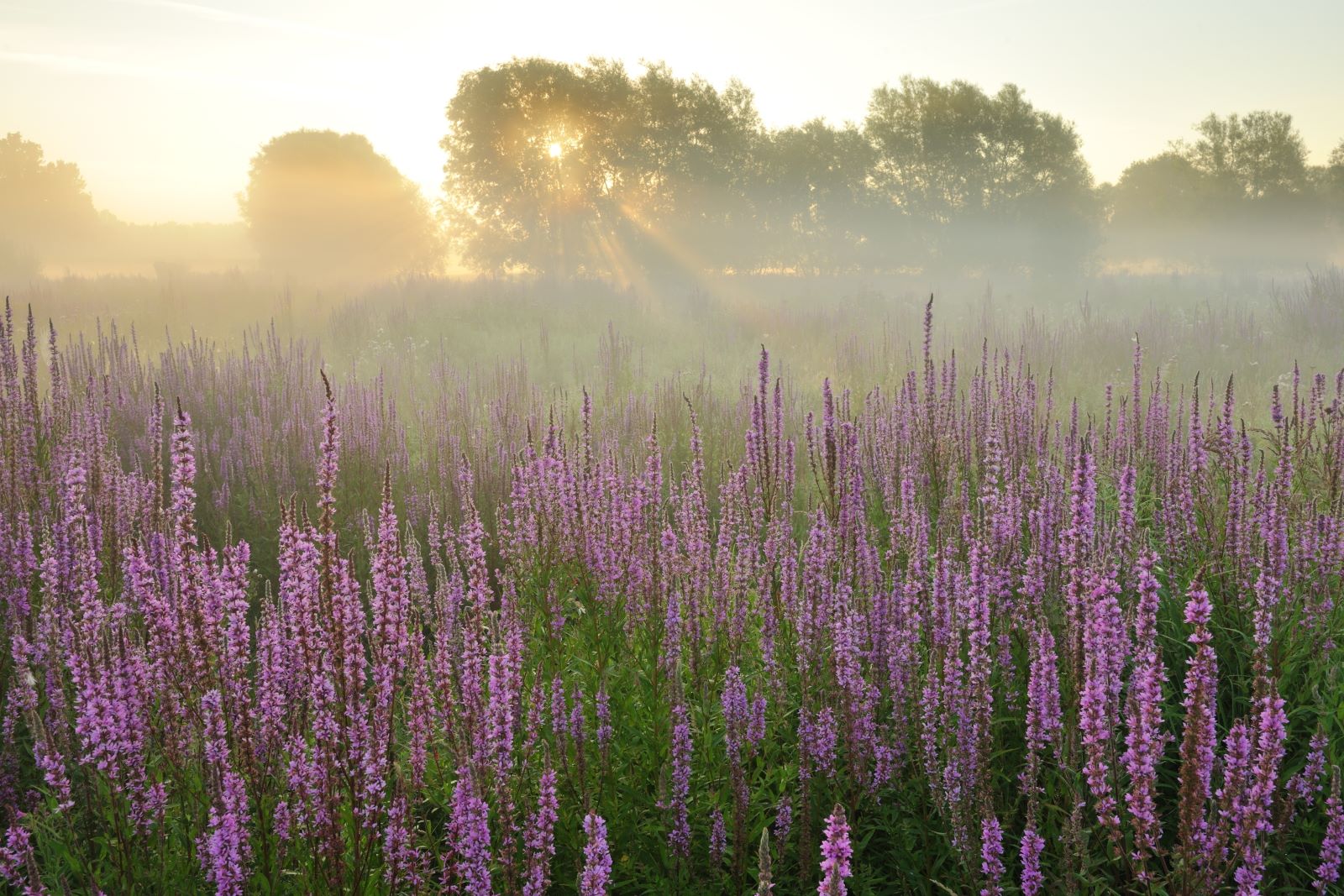 tubel gent natuurgebied gentbrugse meersen albat Het park