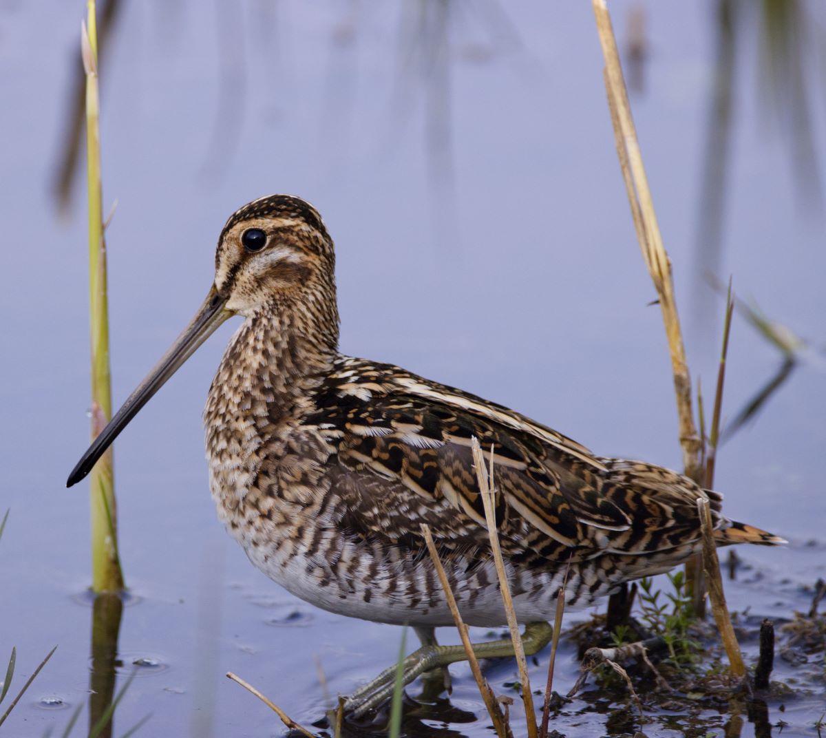 tubel gentbrugge gebouw 1 watersnip 4 gebouwen