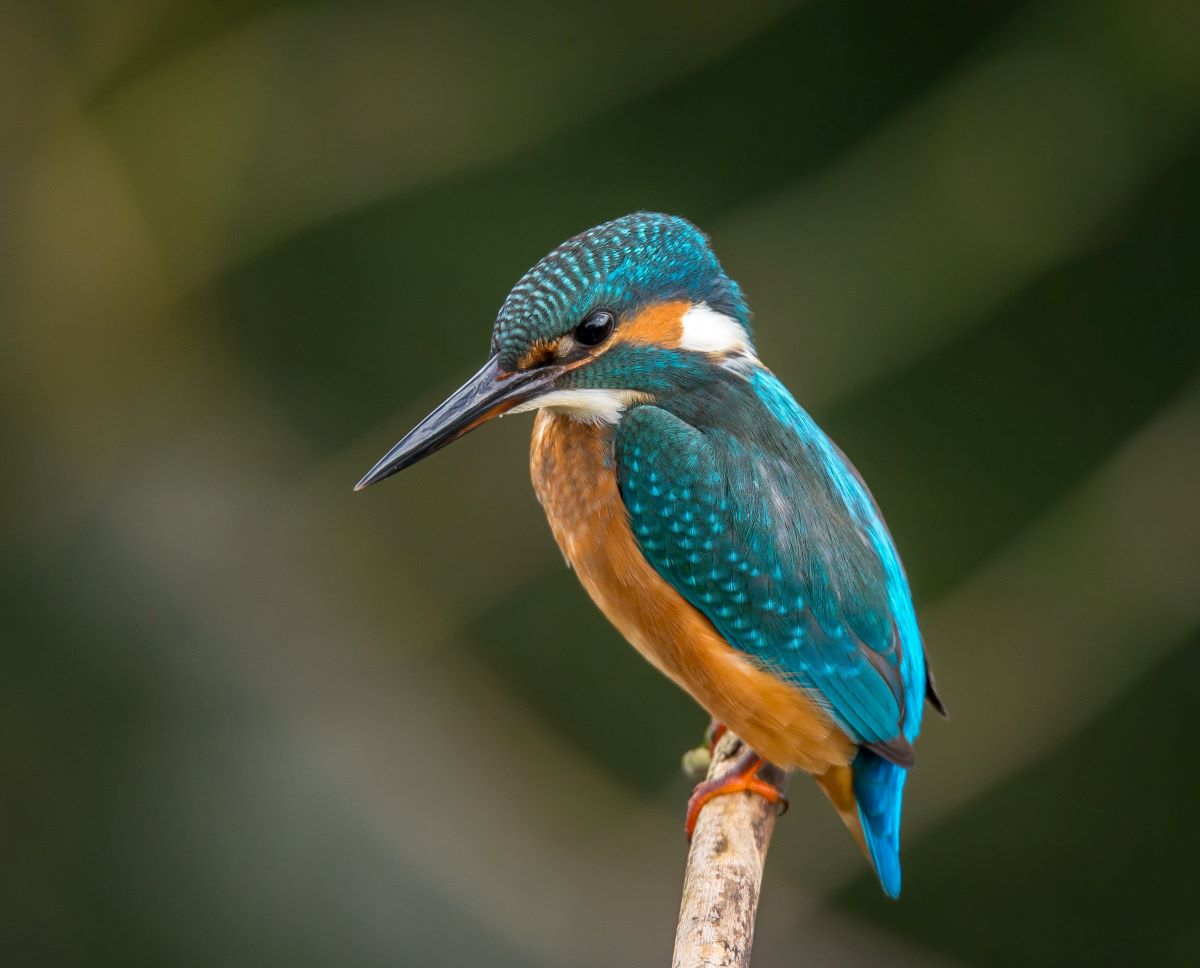 tubel gentbrugge gebouw 2 ijsvogel 4 gebouwen