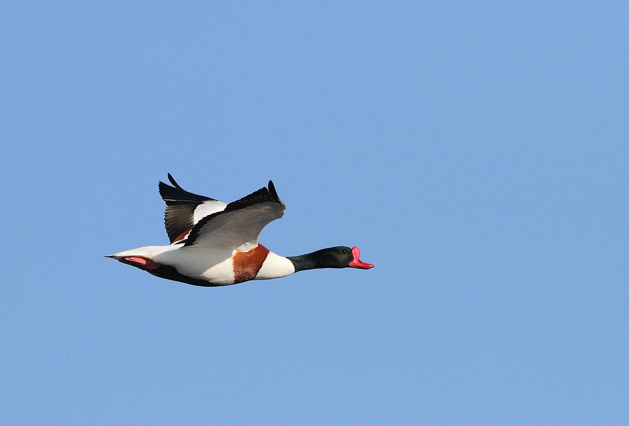 tubel gentbrugge gebouw 3 bergeend 4 gebouwen
