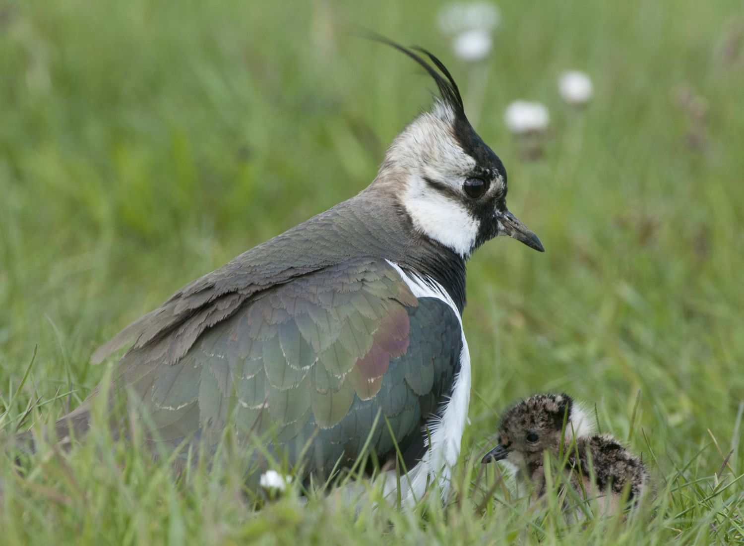 Hoedende kievitmoeder met kuiken; Brooding Lapwing with hatchling 4 gebouwen